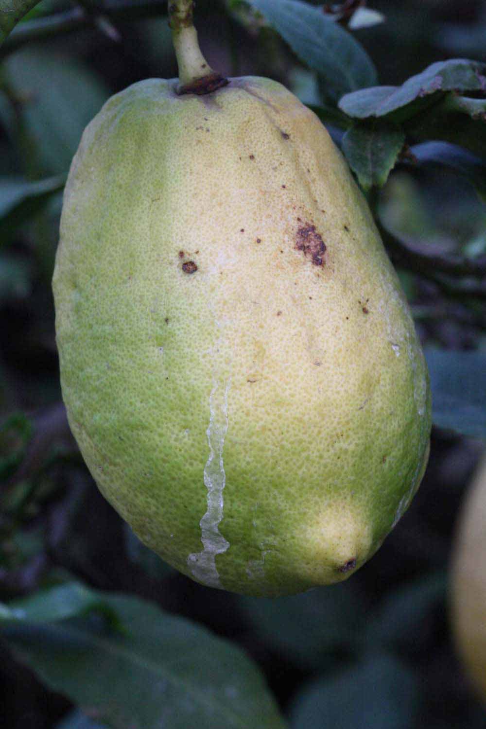            Fruit (Riverside, CA)   